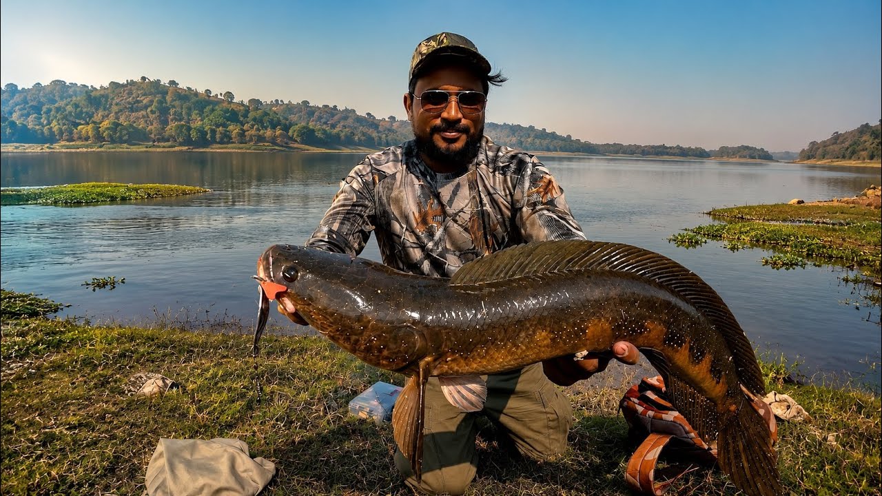 Big Snakehead catching || kaal fishing videos