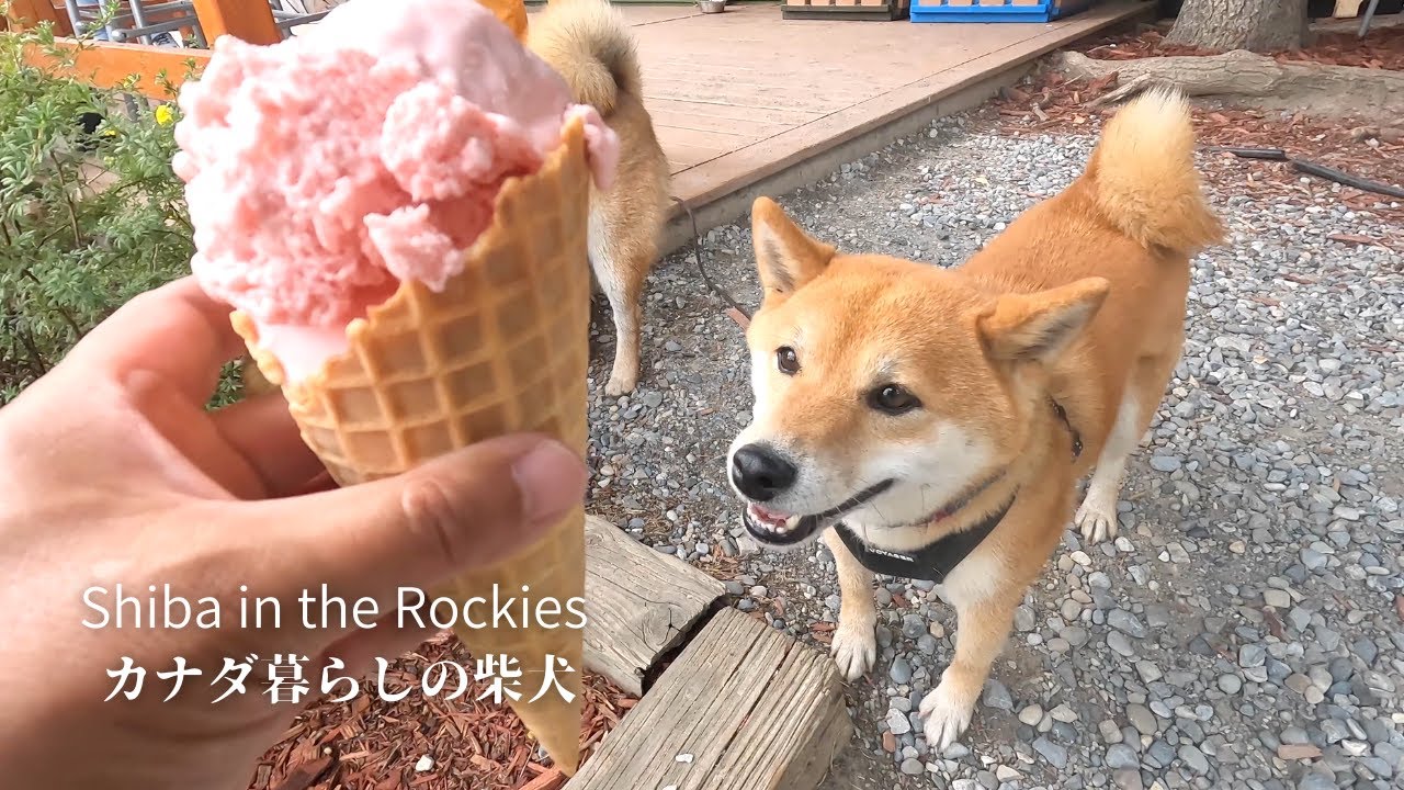 ワッフルコーンのアイスクリームに目を輝かせる柴犬ナラ【4K】