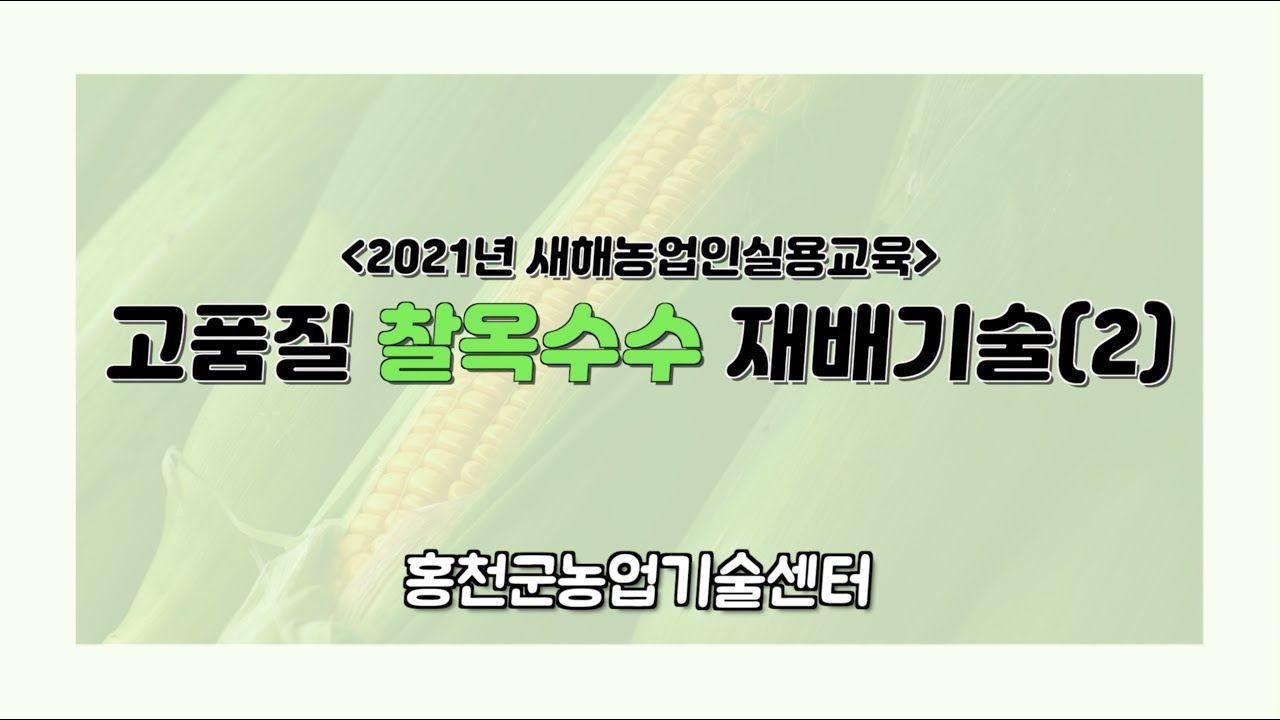 고품질 찰옥수수 재배기술 2