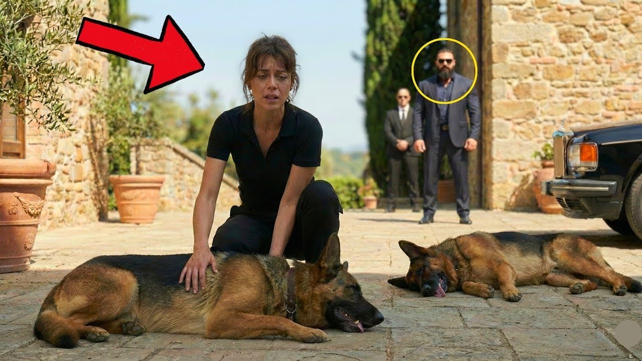 Ninguém Salvava os Cães do Chefe, Até Uma Pobre Garçonete Fazer o Que Parecia Ser Impensável.