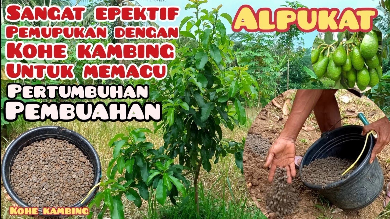 APLIKASI PUPUK ORGANIK KOHE KAMBING UNTUK  TANAMAN ALPUKAT