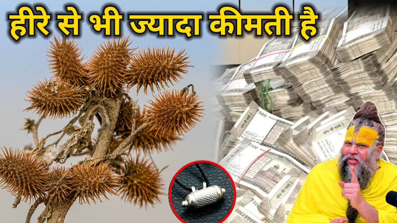 हीरे से भी ज्यादा कीमती है ये पौधा मिल जाए को छोड़ना मत रातों रात बनोगे करोड़पति#trending #premanand