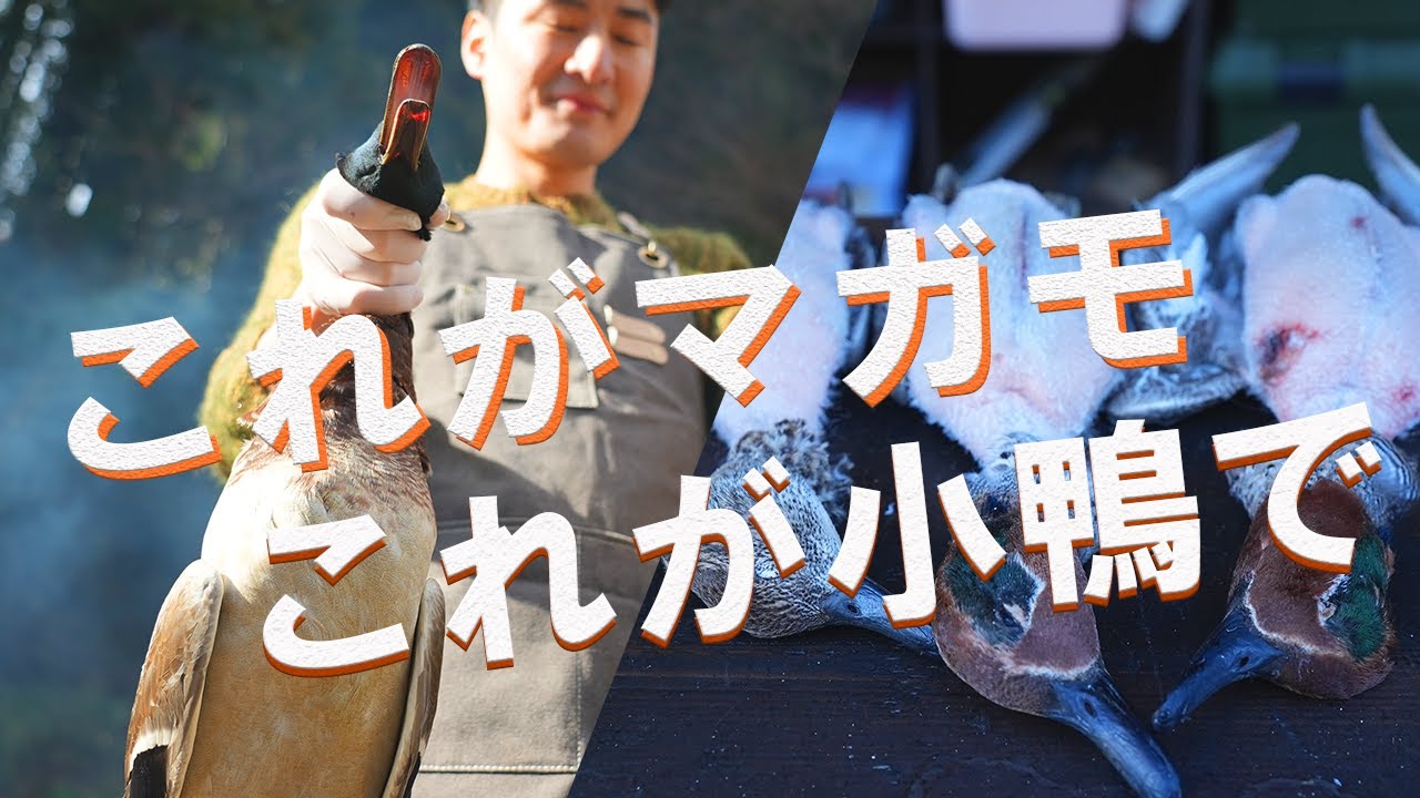 ジビエ最高の鴨！マガモも小鴨がうますぎる【田舎】【福島県】