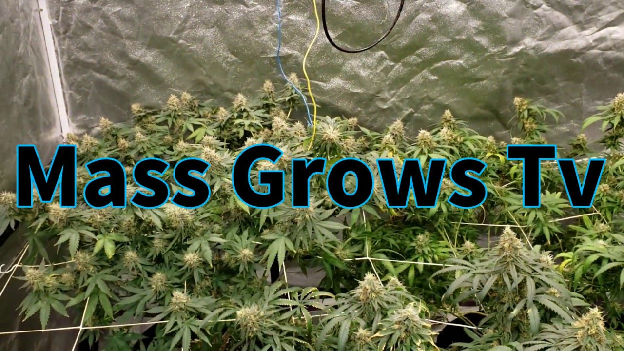 Week 7 flowering