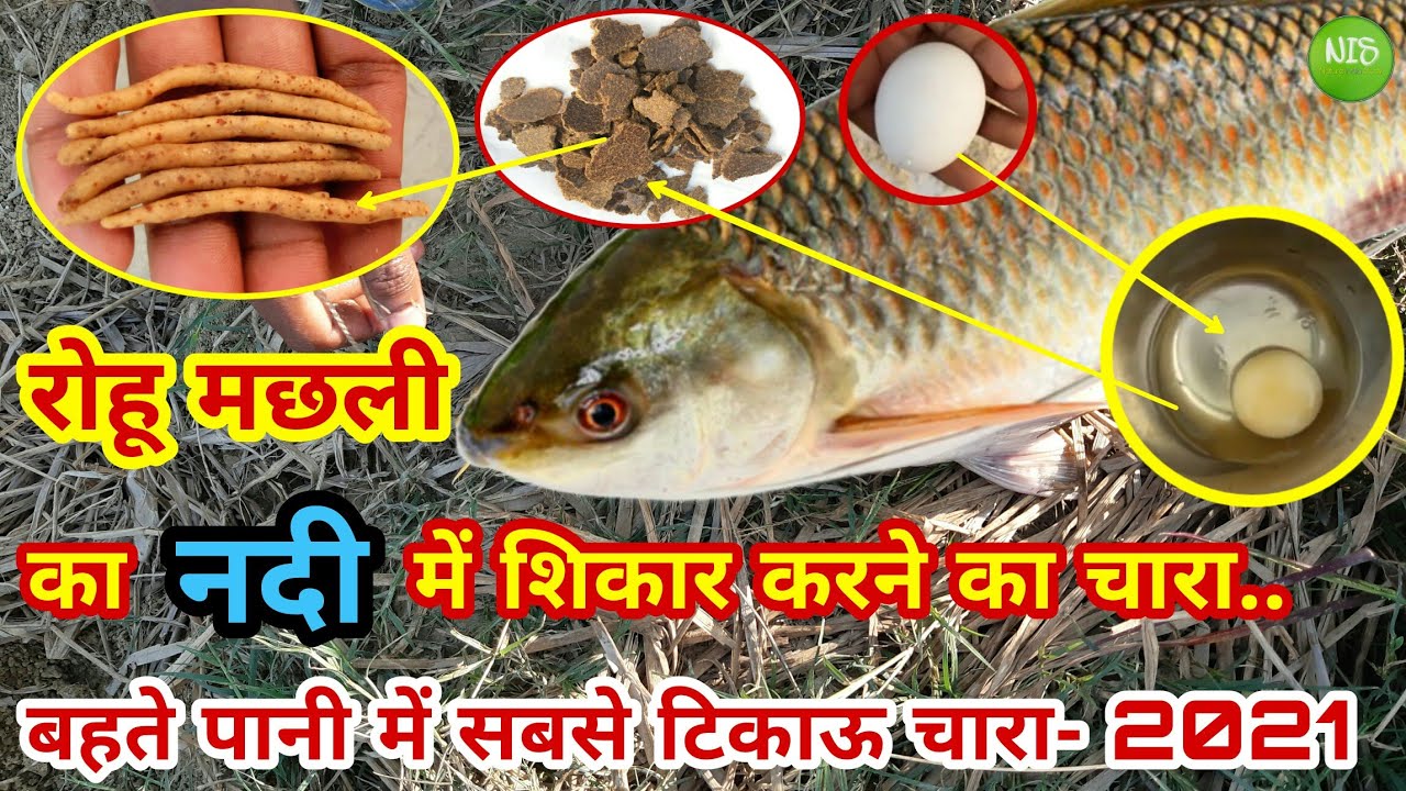 रोहू मछली का चारा- नदी में शिकार करने का सबसे टिकाऊ चारा | Thandi me Rohu river fishing bait- 2021