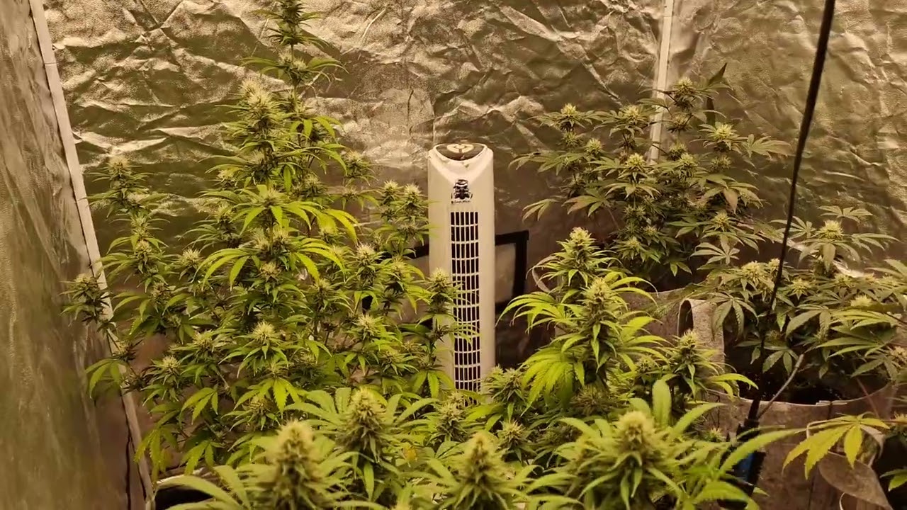 Exodus Cheese By Green House Seeds  - Flower Week 4 