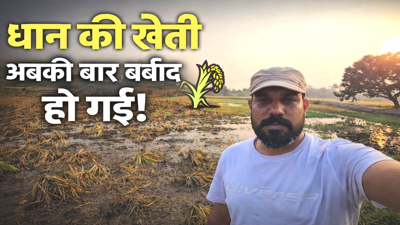 धान की खेती इस बार पूरी तरह बर्बाद हो गई | किसान की सच्ची कहानी | zindagi with sandeep 