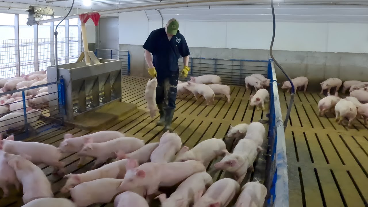 Rescuing Fallback Piglets
