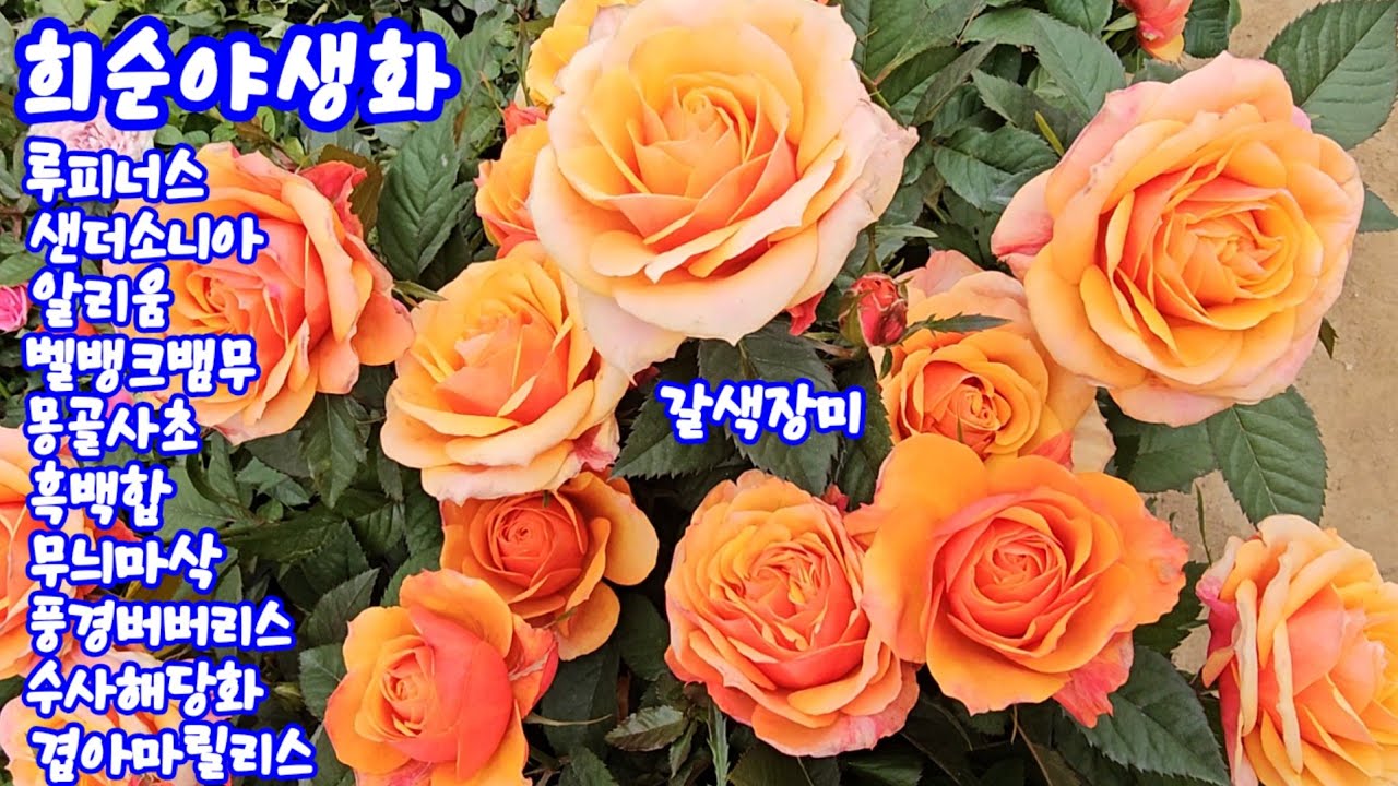 #희순야생화 3.17 #겹델피늄#샌더소니아#알리움#벨뱀무#겹미나리아재비#유럽봄맞이#지황#화살꽃#흑백합#암대극#자엽풍년화#버버리스#목향장미#오데마리#겹아마릴리스#후루겐스#보탄이치게 
