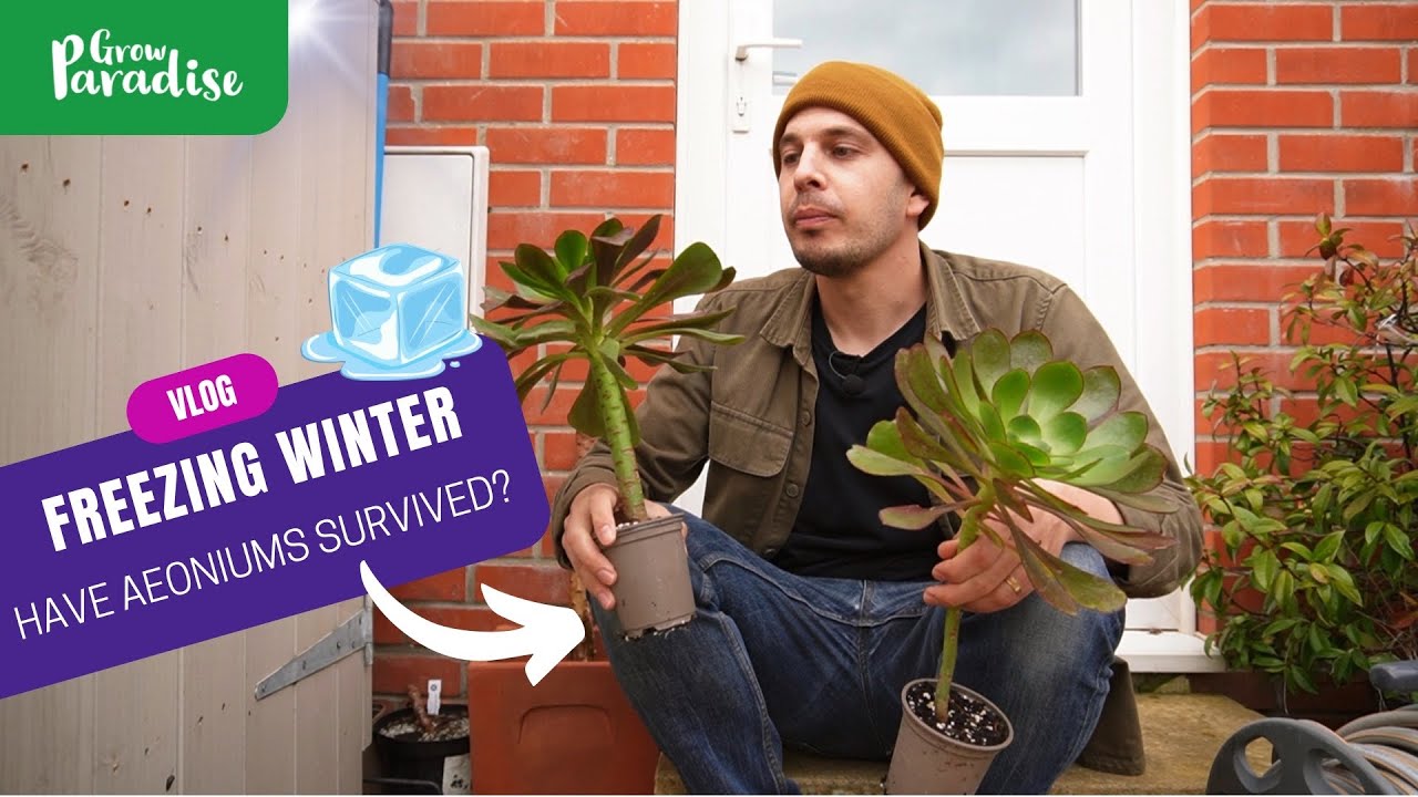 How hardy are Aeoniums....really?