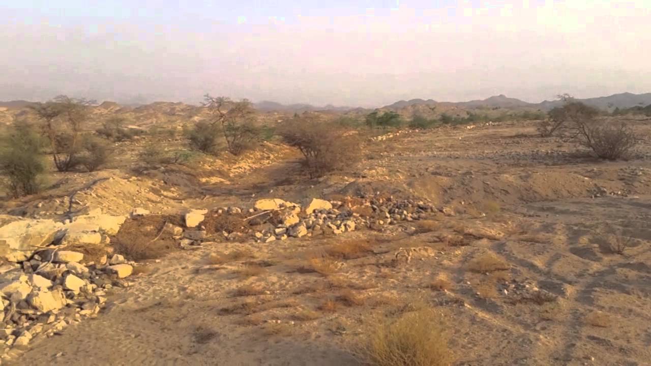 Arid Swales Update 20 Months After First Planting