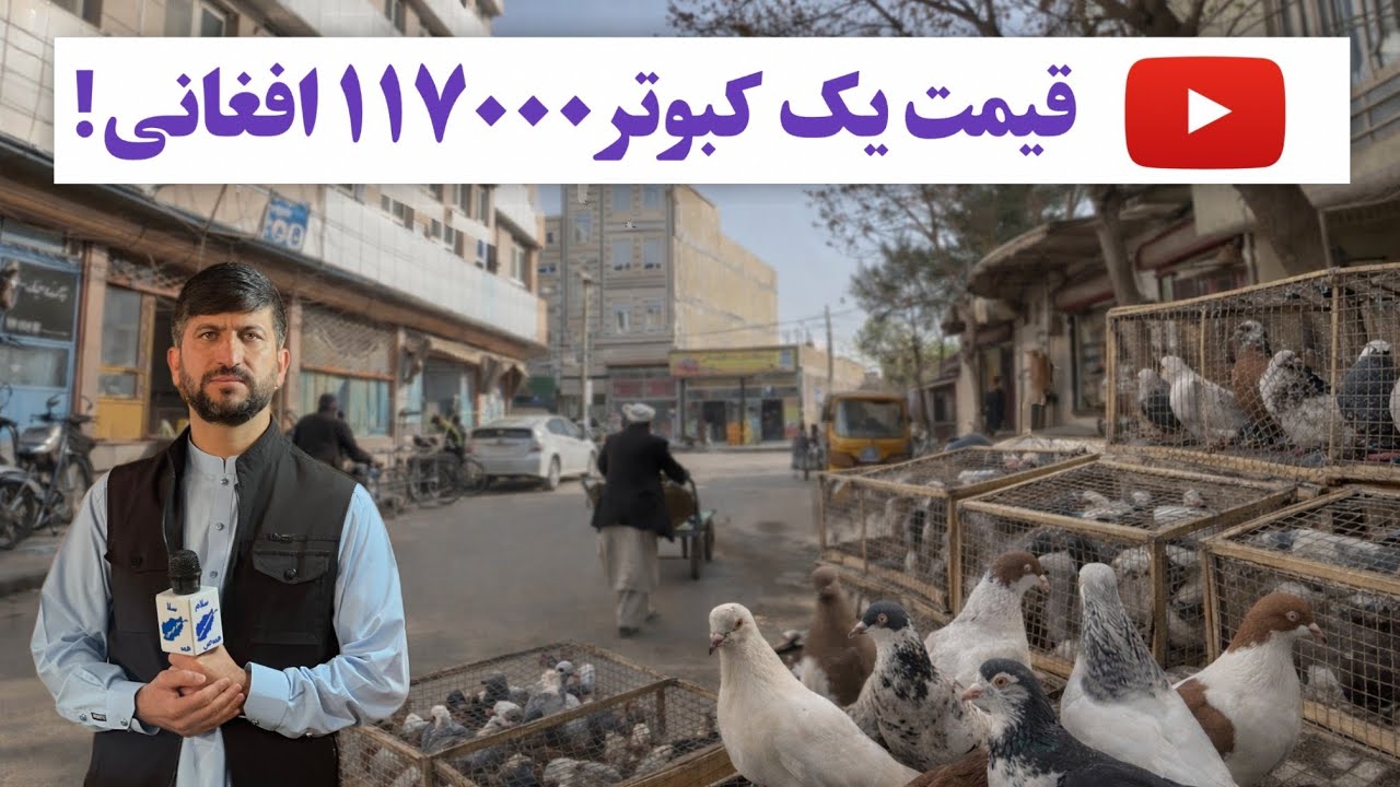 افزایش علاقه‌مندی مردم باعث شده بازار خرید و فروش کفتر در هرات پرجنب‌وجوش‌تر شود.