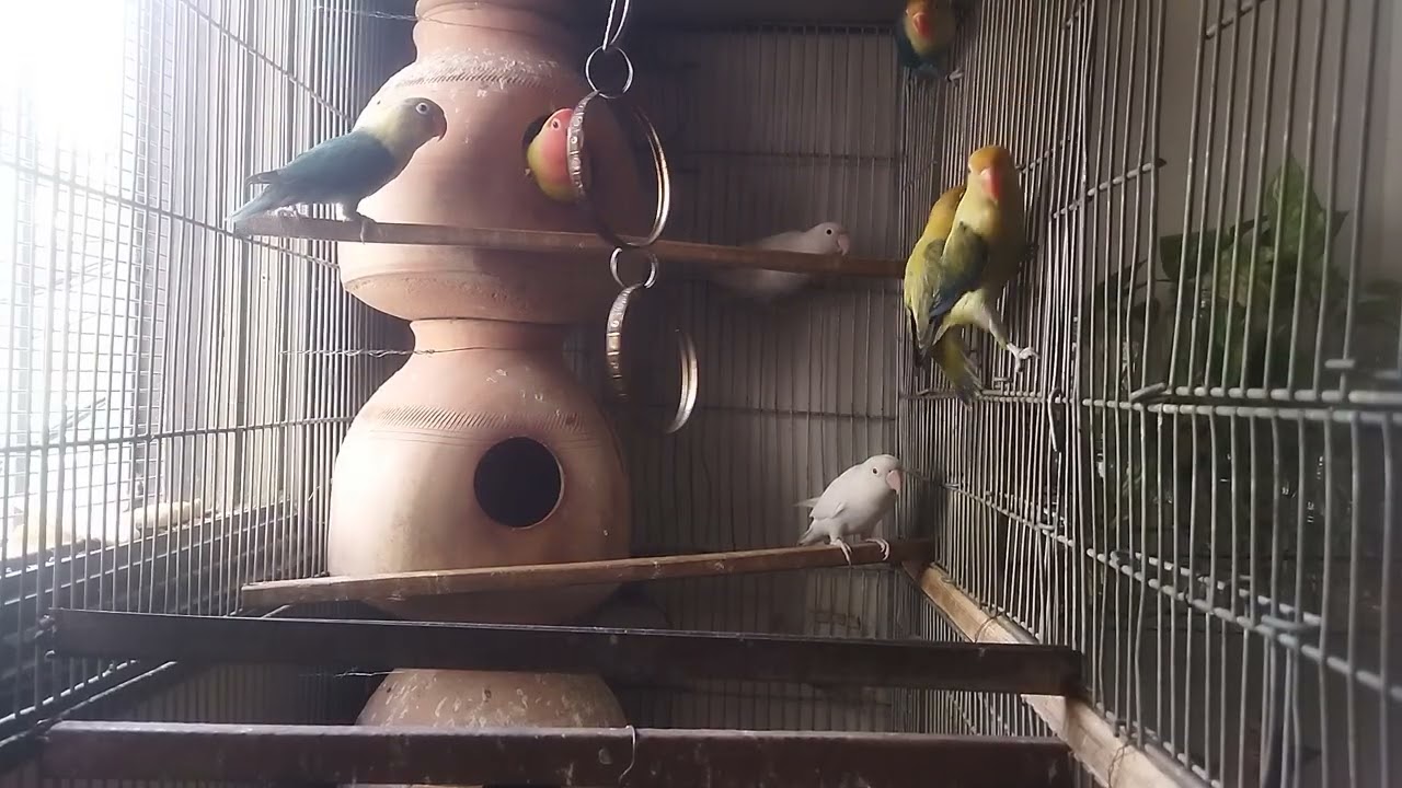 Lucky Lovebirds daily amazing moments forever 🥳🦜🐦🕊️