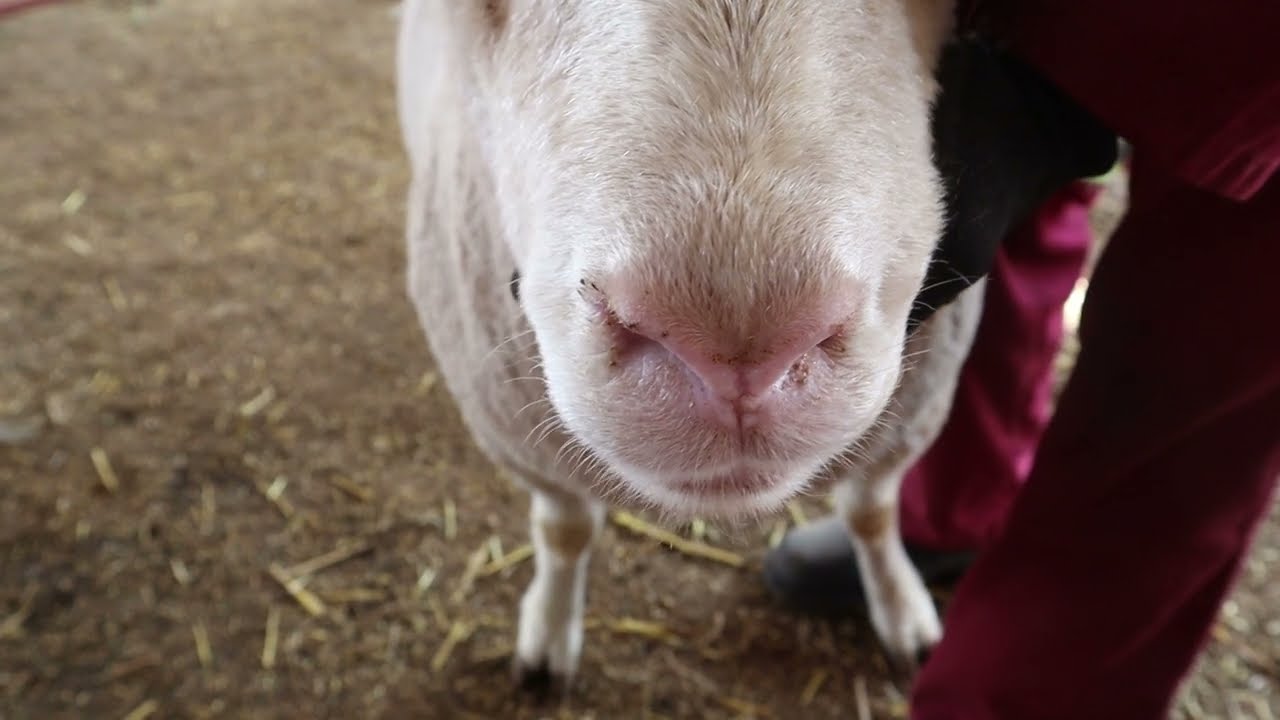 Dormer Ooi Video Handleiding: "Die voorkop" met Frans Hugo & Tinus Havinga