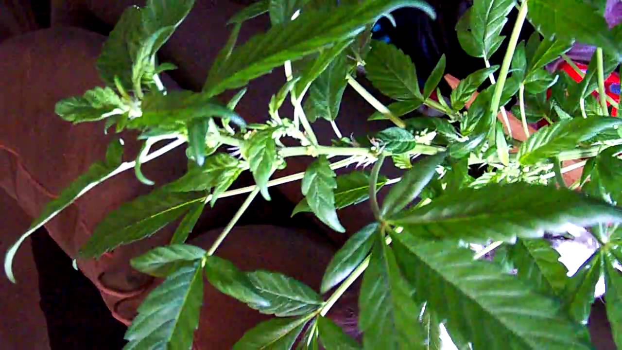1st time growing weed