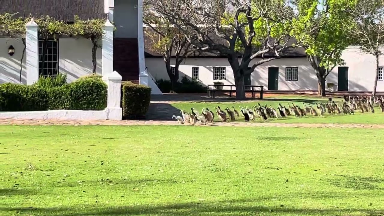 Vergenoegd Löw The Wine Estate Duck Run, Cape Town 2023