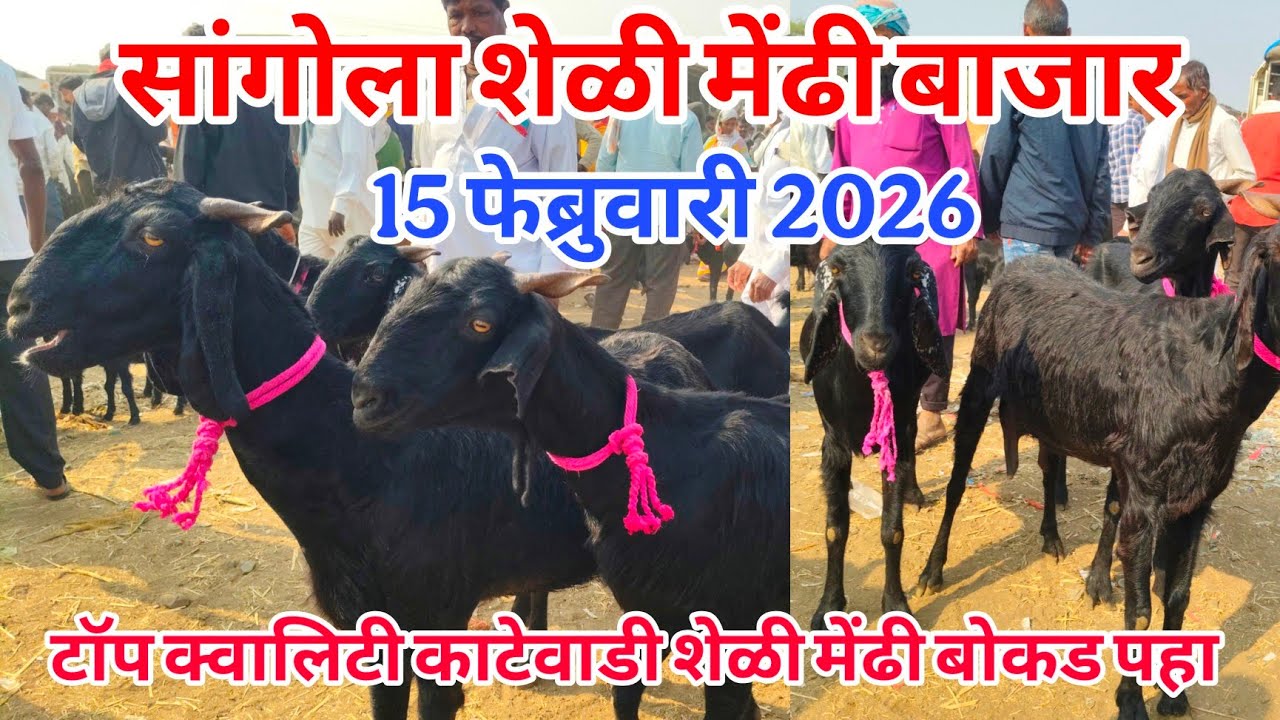 आजचा सांगोला शेळी,मेंढी बोकड बाजार 15 फेब्रुवारी2026 #sangola_bazar_sheli_bajar #शेळी_बाजार #मेंढी_