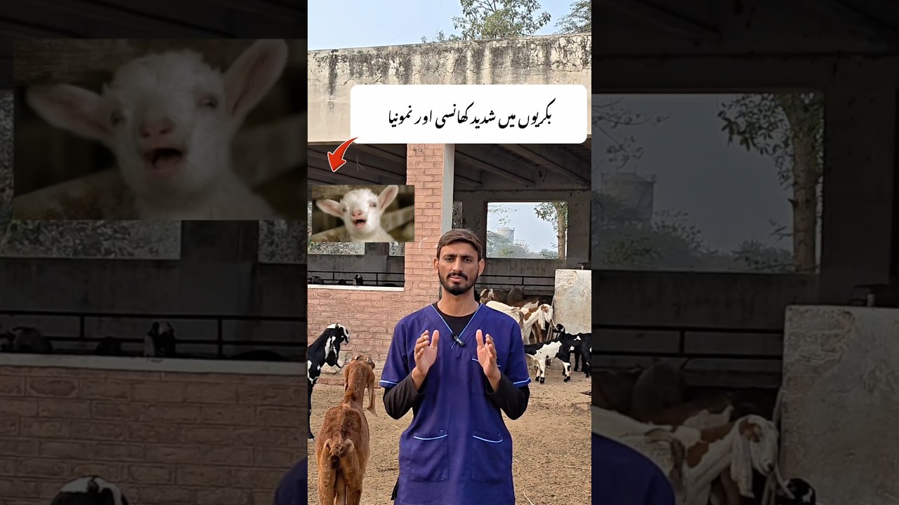 Pneumonia in goats 🐐 ccpp in goats #goats #farming #ccpp #vaccine #goatfarm