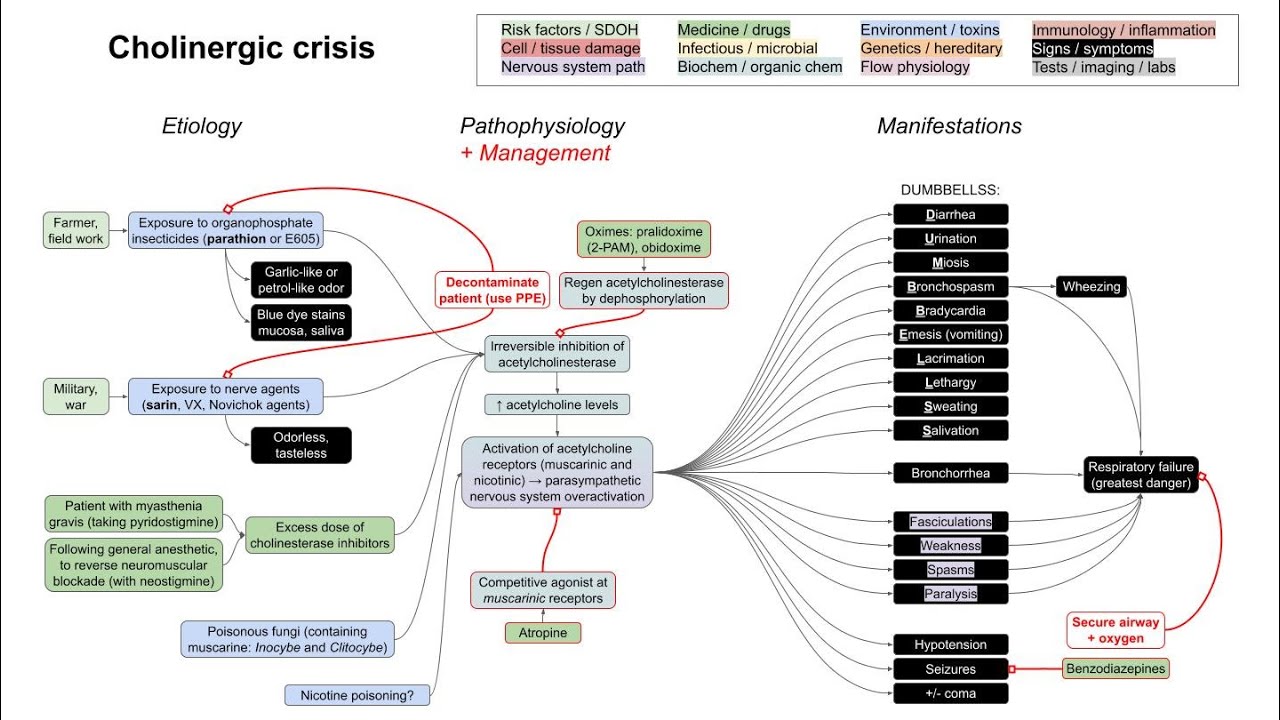 Cholinergic crisis, organophosphate poisoning (mechanism of disease)