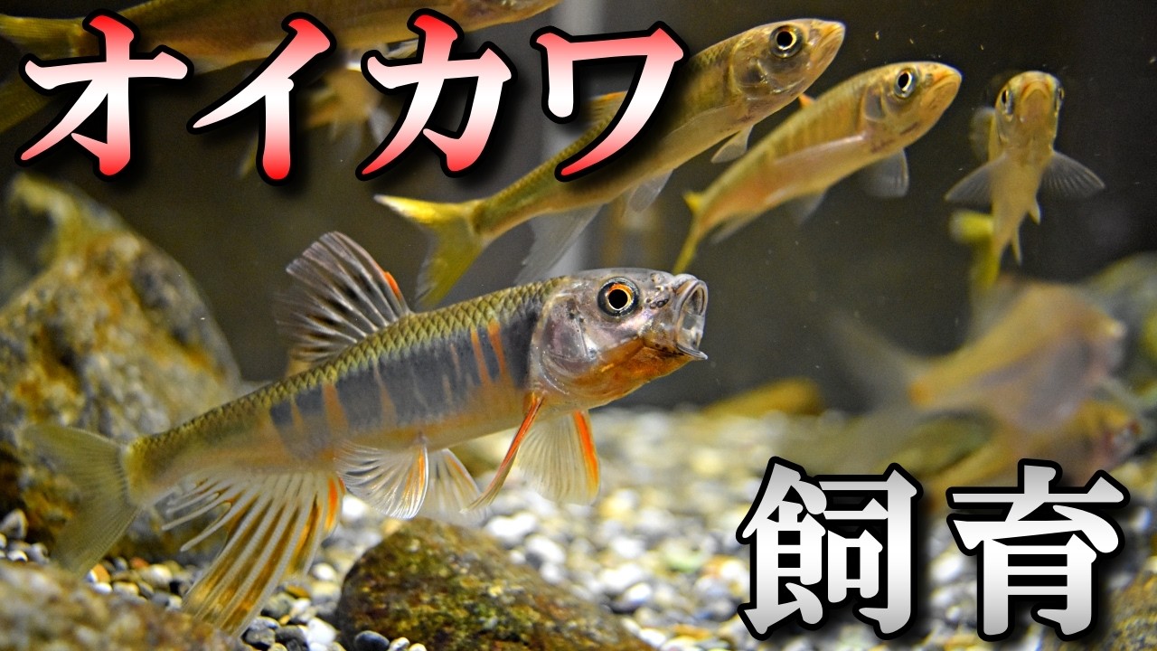 失敗しないオイカワ飼育！水槽選び・餌・水換え方法と一緒に飼える魚や生き物を徹底解説