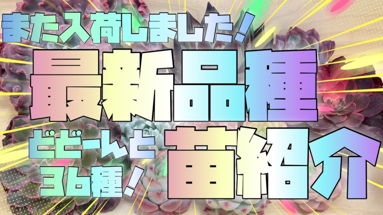 【多肉屋さん】# 50 春の最新多肉３６選♪