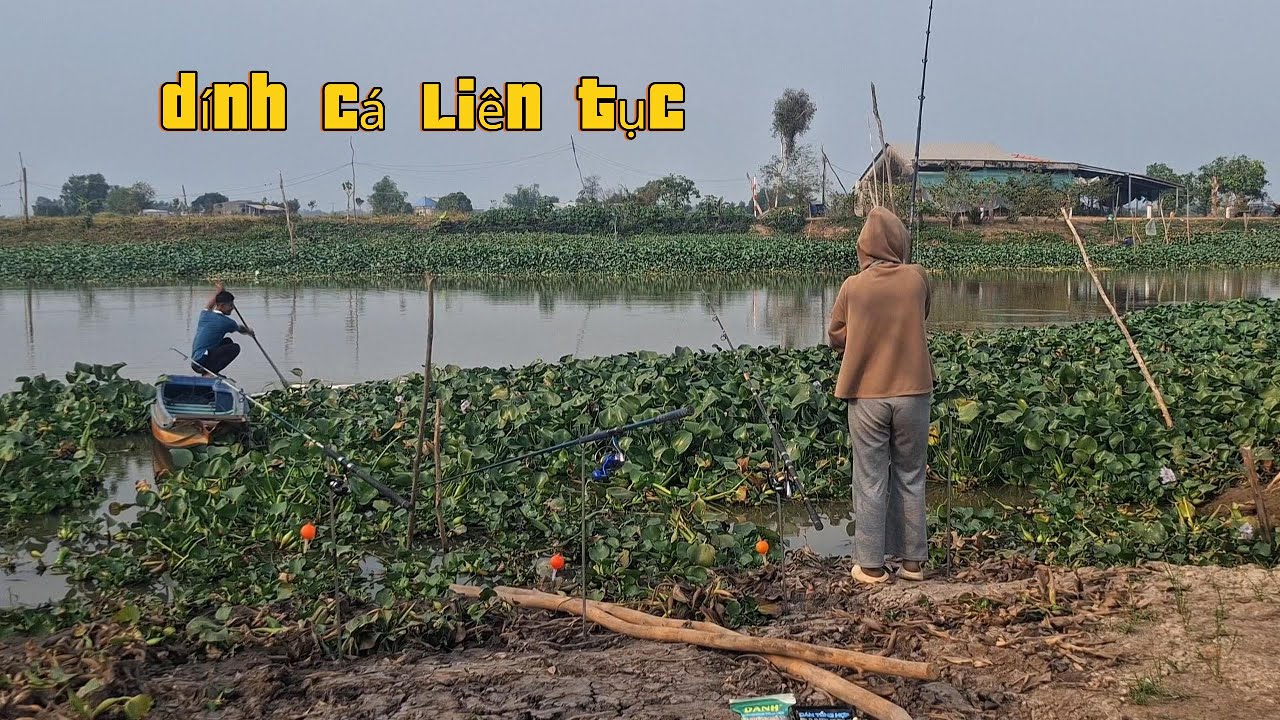 câu một bầy cá tra chịu ăn đêm câu cá tra sông