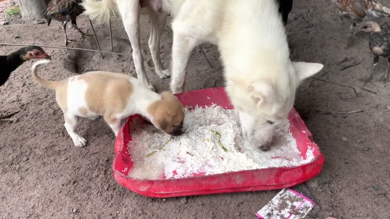 Bad mother dog bite her baby when eat food