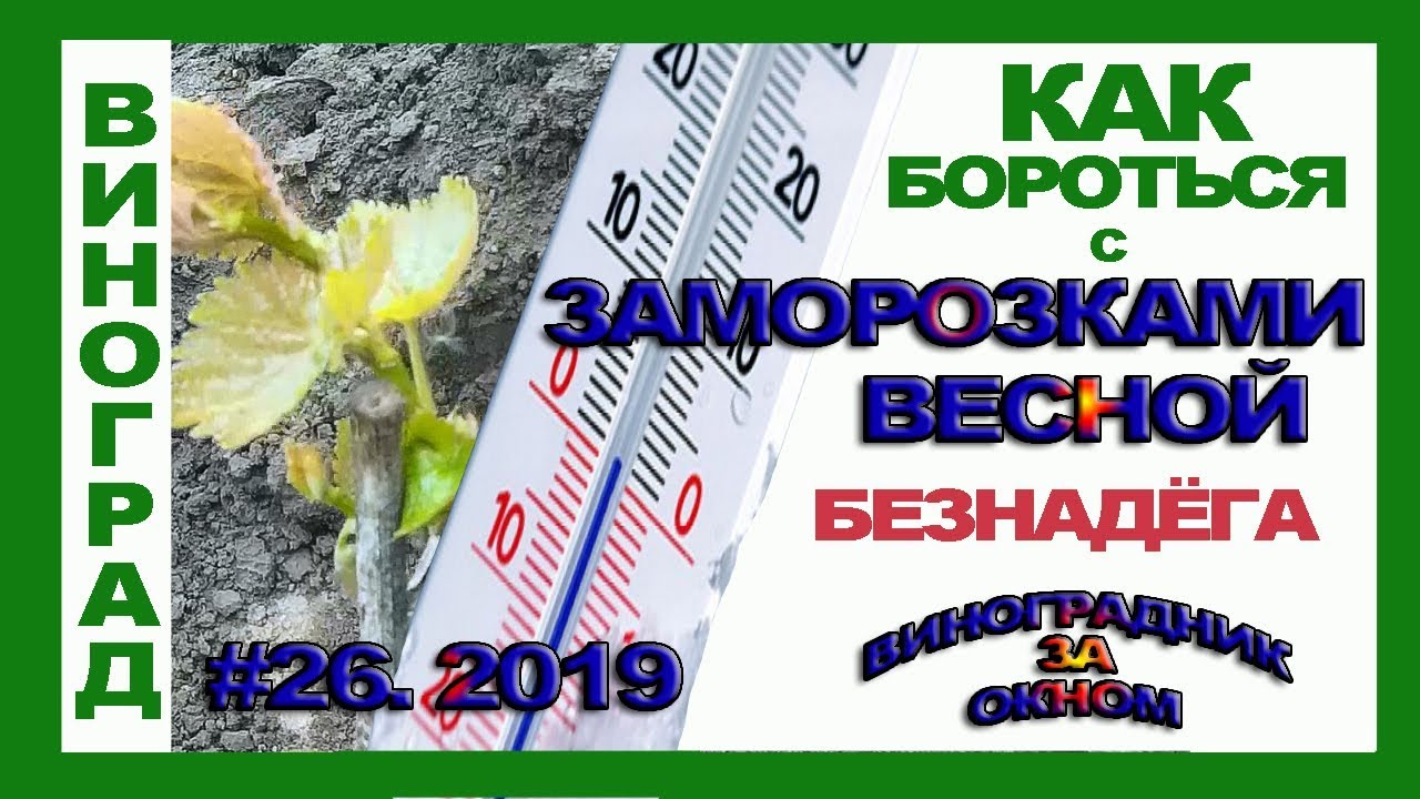 🍇 Весенние ЗАМОРОЗКИ. Как БОРОТЬСЯ. Виноград. Защита от заморозков.