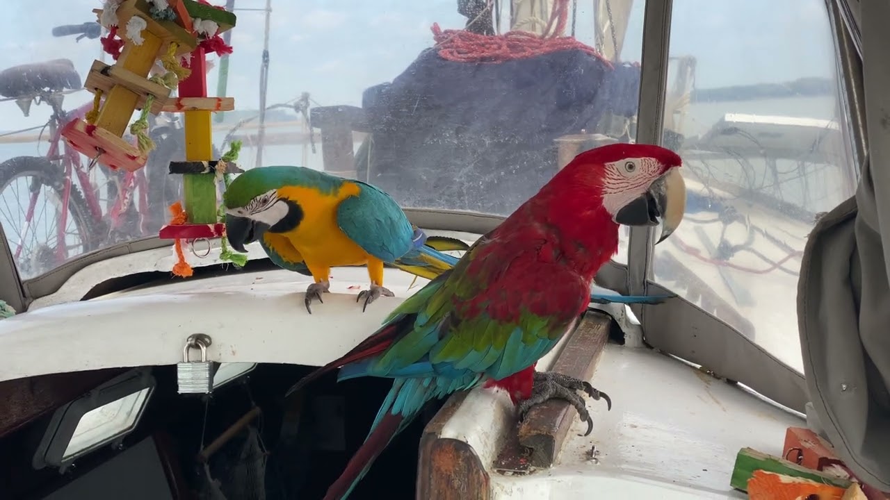 How loud is a Green Wing Macaw?
