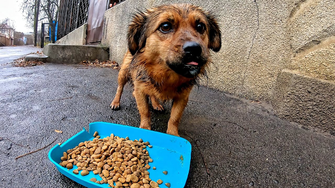 Stray Dog Can't Contain his Emotions when I Came to feed him one cold day
