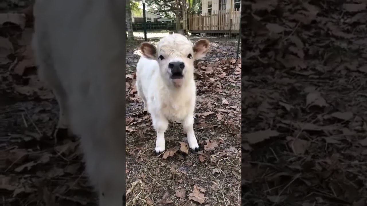 mini Vaca