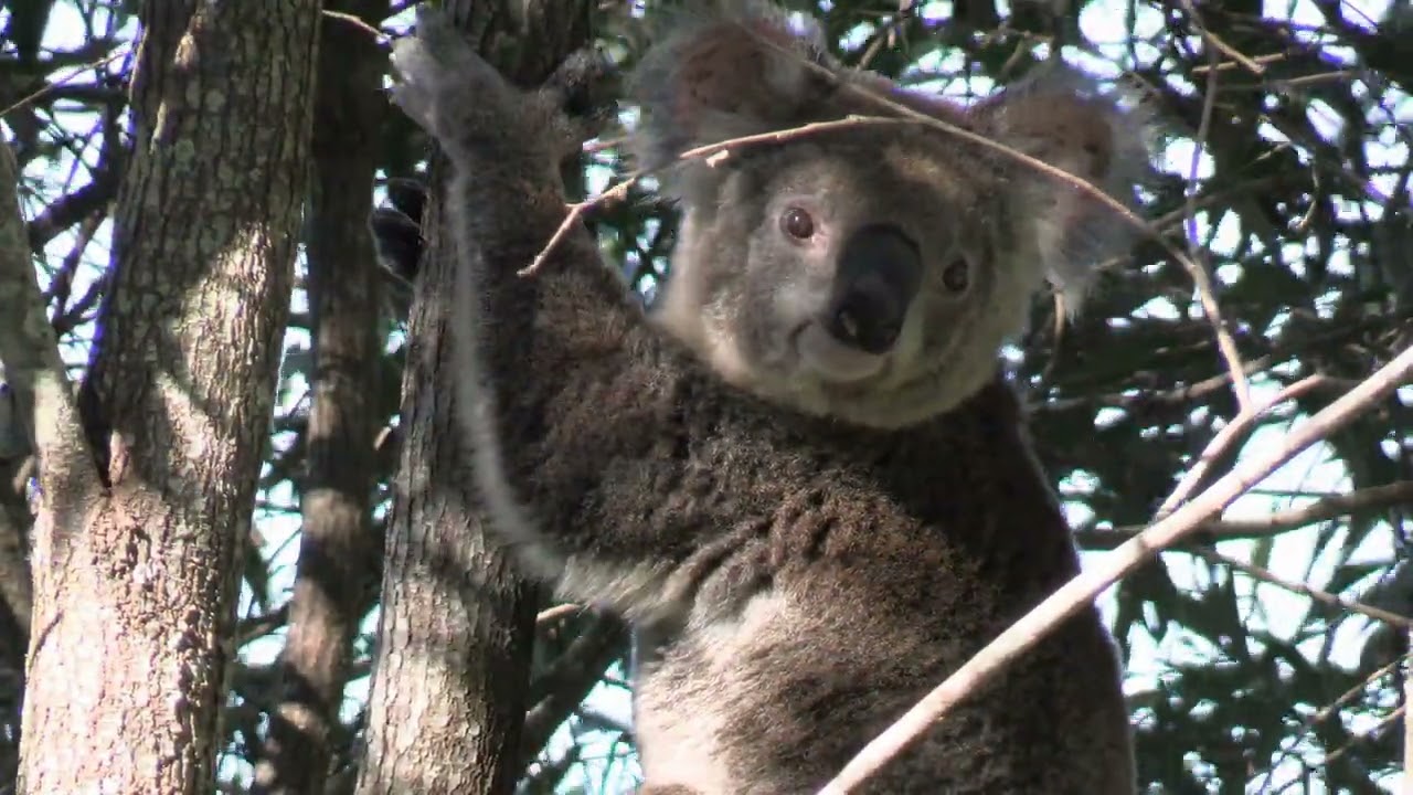 Where Koalas still Dream