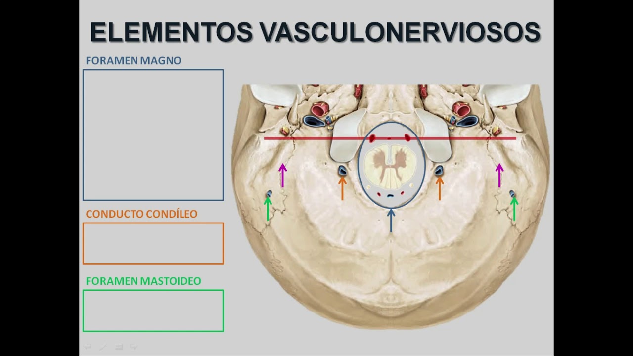 Cráneo: zona posterior de la exobase.