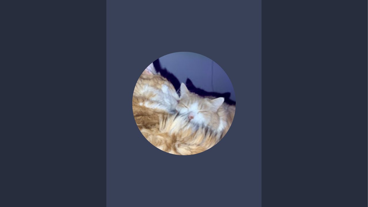 Afternoon Cat Live 🐾 Dexter & Daisy | Cozy Pets #cats #catlive #pets #afternoon
