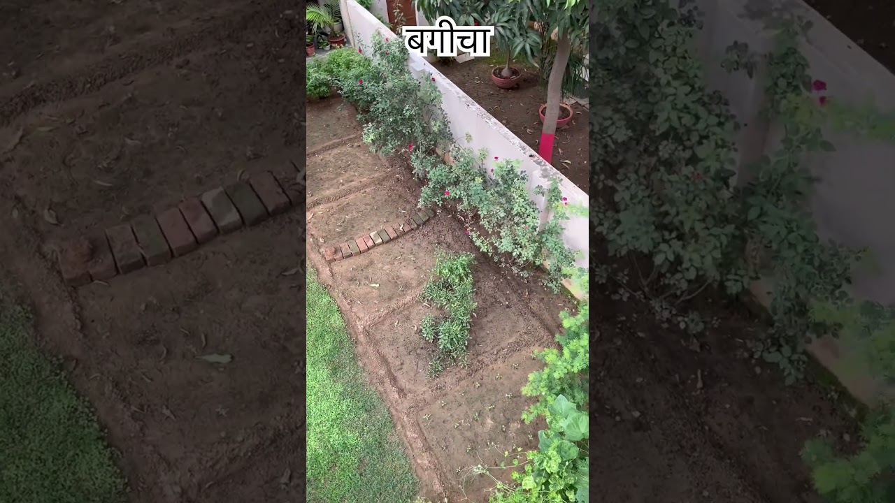 My Kitchen Garden | Organic Gardening #gardening #kitchengarden #shorts #ytshorts #urbanrasoi