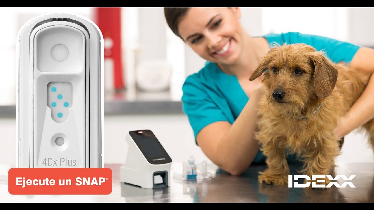 IDEXX SNAP 🔬La única prueba rápida con tecnología ELISA de los laboratorios de referencia