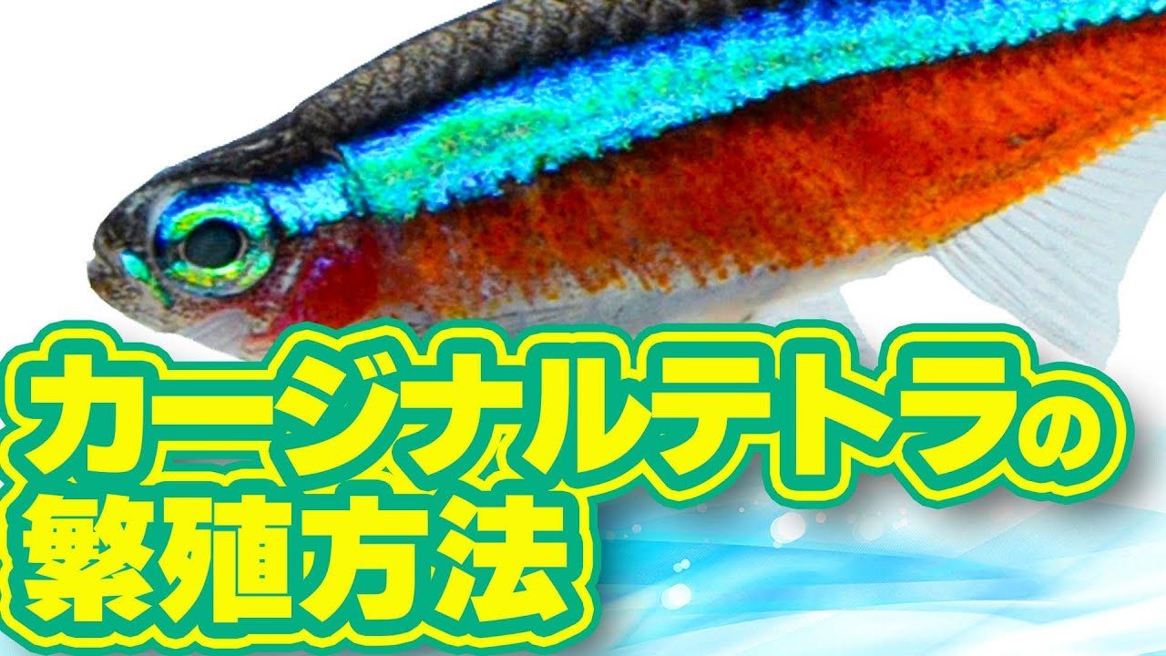 【カージナルテトラ】産卵から稚魚の育成まで 繁殖方法をご紹介!!
