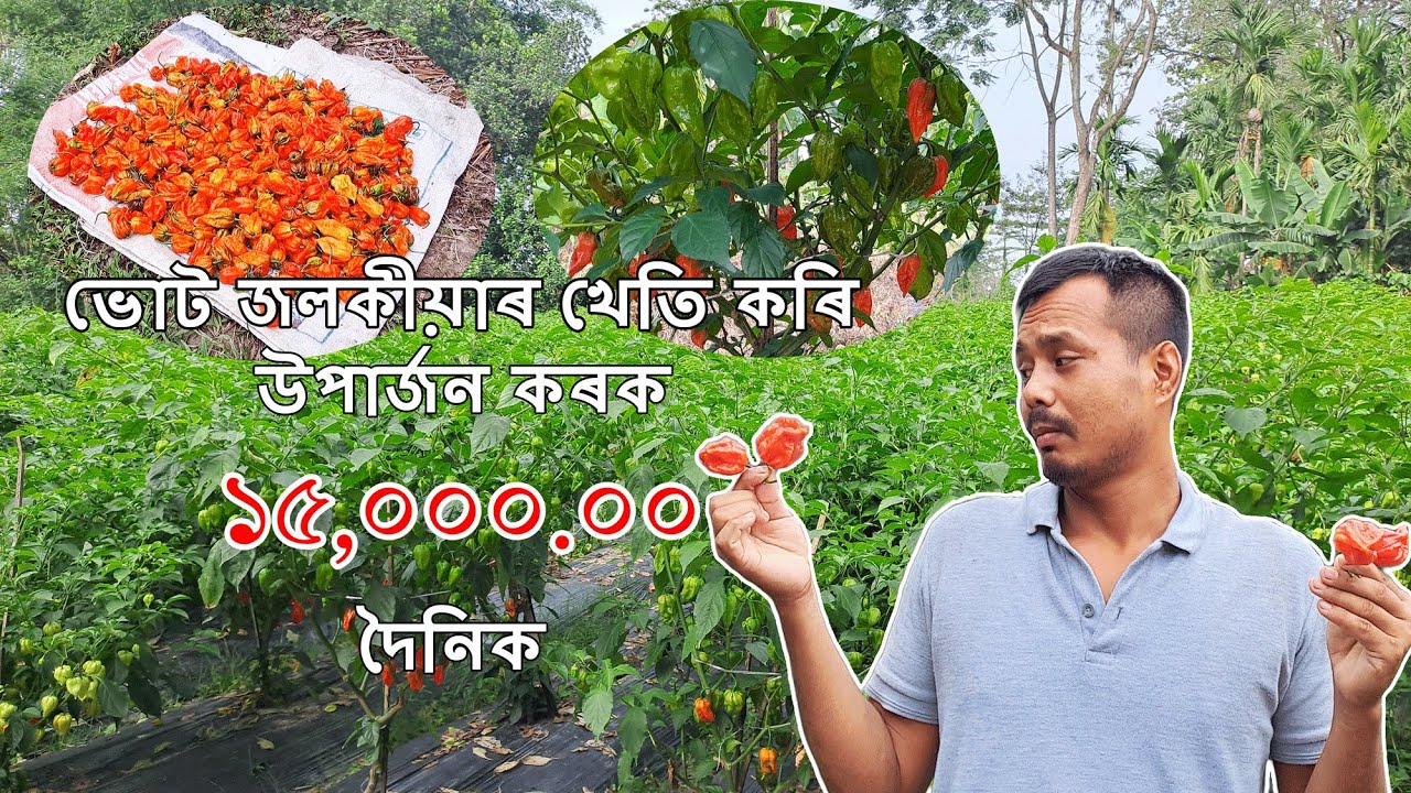 ভোত জলকীয়াৰ খেতি কৰি লাভবান হওঁক || Ghost pepper (Bhut Jolokia) Cultivation