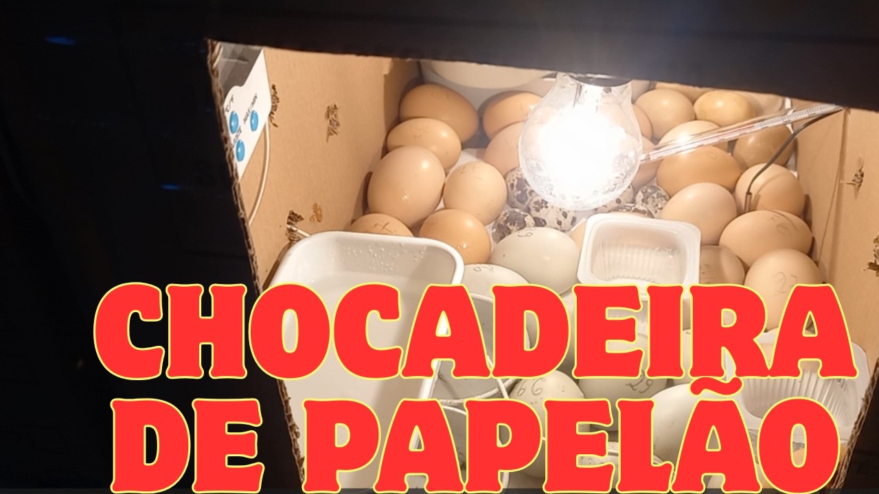 Fizemos uma chocadeira de caixa de papelão