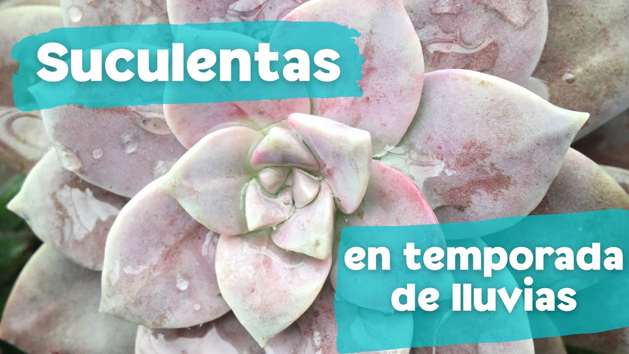 C&oacute;mo cuidar suculentas en temporada de lluvias