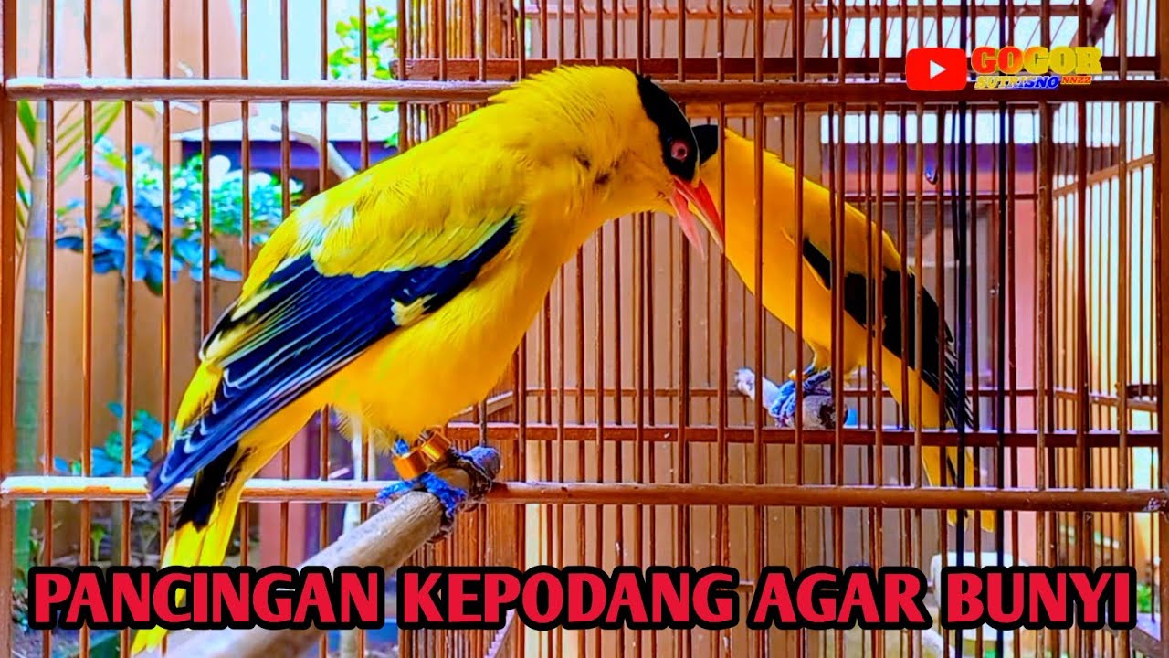 KEPODANG EMAS GACOR SUARA COCOK BUAT PANCINGAN BURUNG KEPODANG YANG MALAS BUNYI