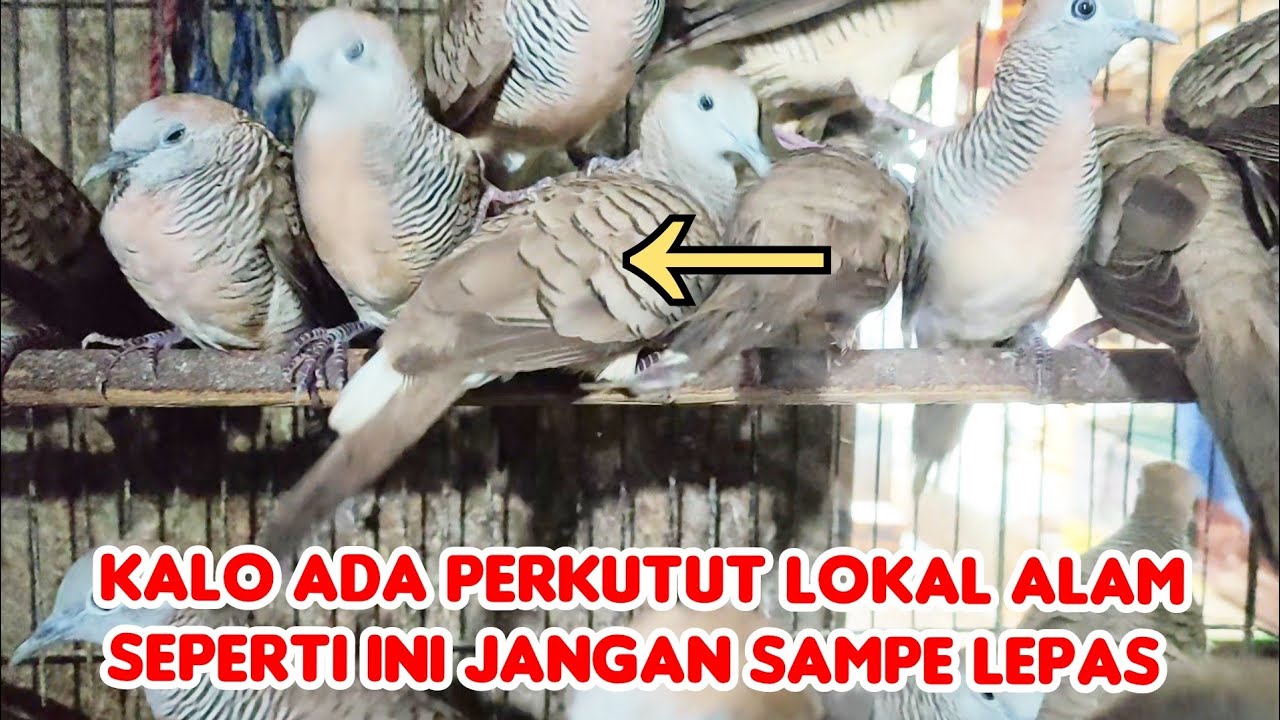 PERKUTUT LOKAL ALAM SEPERTI INI JANGAN DI SIA-SIA KAN MANTAP