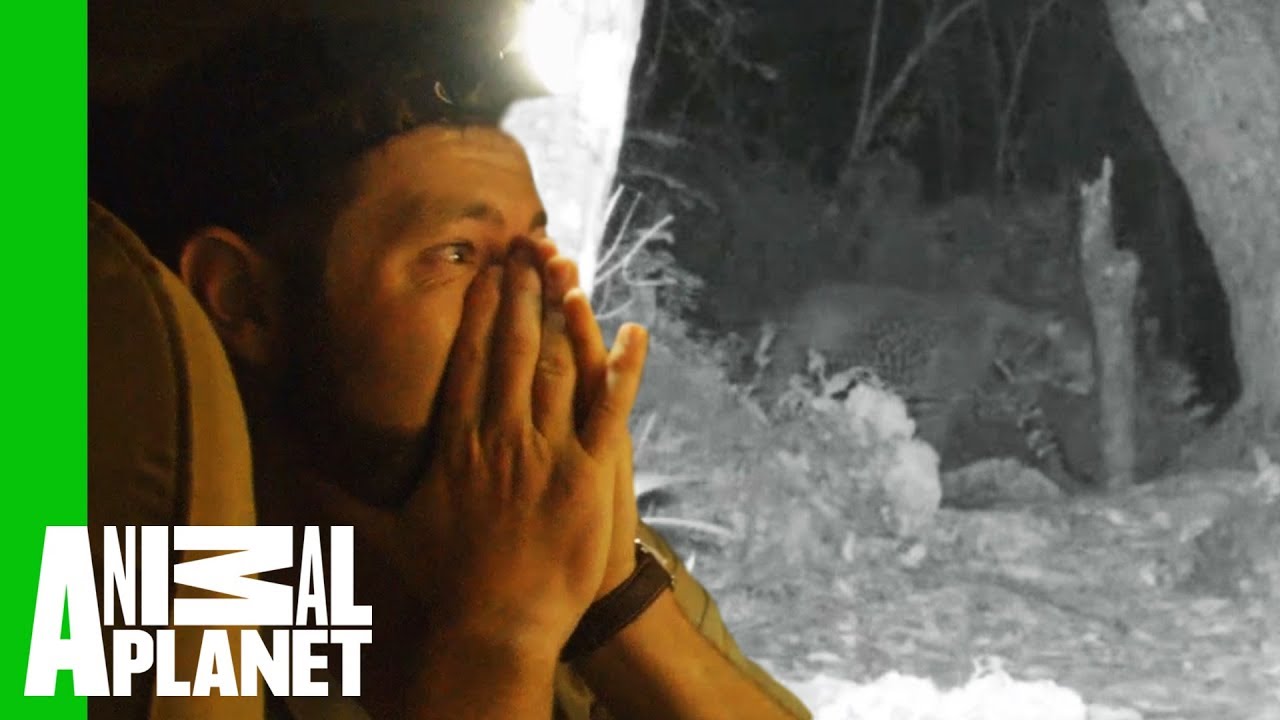 Has The 'Extinct' Zanzibar Leopard Been Found Once More? | Extinct or Alive