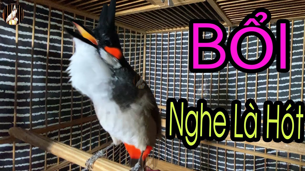 Video Kích Chào Mào Ché Tốc Độ ❣❣ Kích Bổi Căng Lửa ❣❣ Chào Mào Hót Đấu