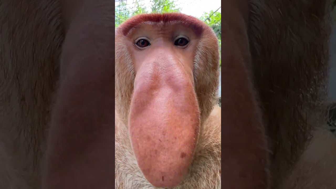 Discover the Surprising Sound of Proboscis Monkeys! #Accientpatapim #MinecraftVillager