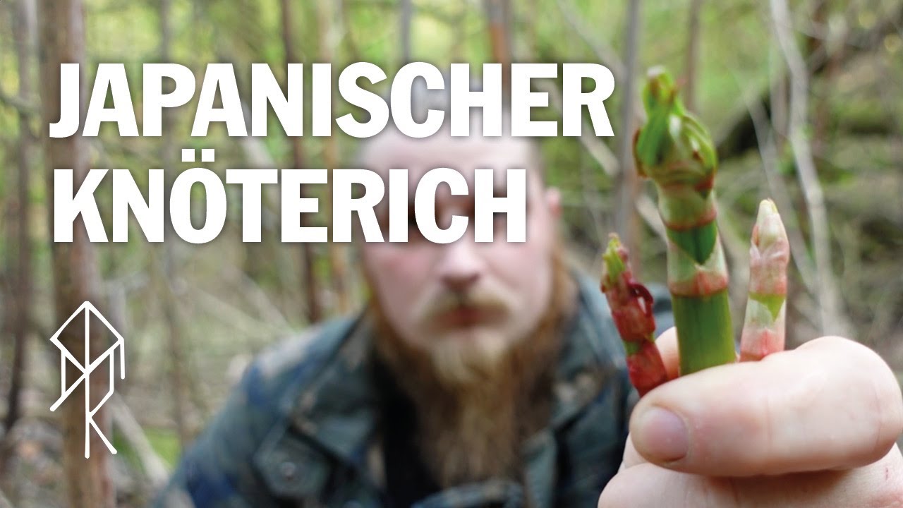 Der Japanische Knöterich - Die meistgehasste Pflanze in Deutschland | Survival | Urviech