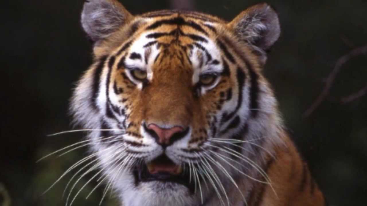 ZSL - Phoenix Fund Talk - Amur Tiger Conservation in Russia