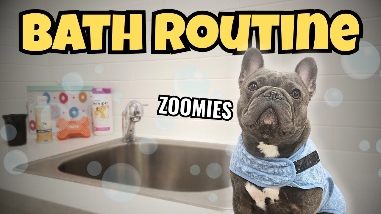 My Dog's After Bath Zoomies: Level 100 Chaos
