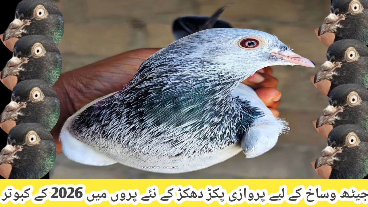 New Pakr Kay Kabootar Wasakh Jeth Kay lya 25 Adad 03071539639 #ibraheempigeonpoint 