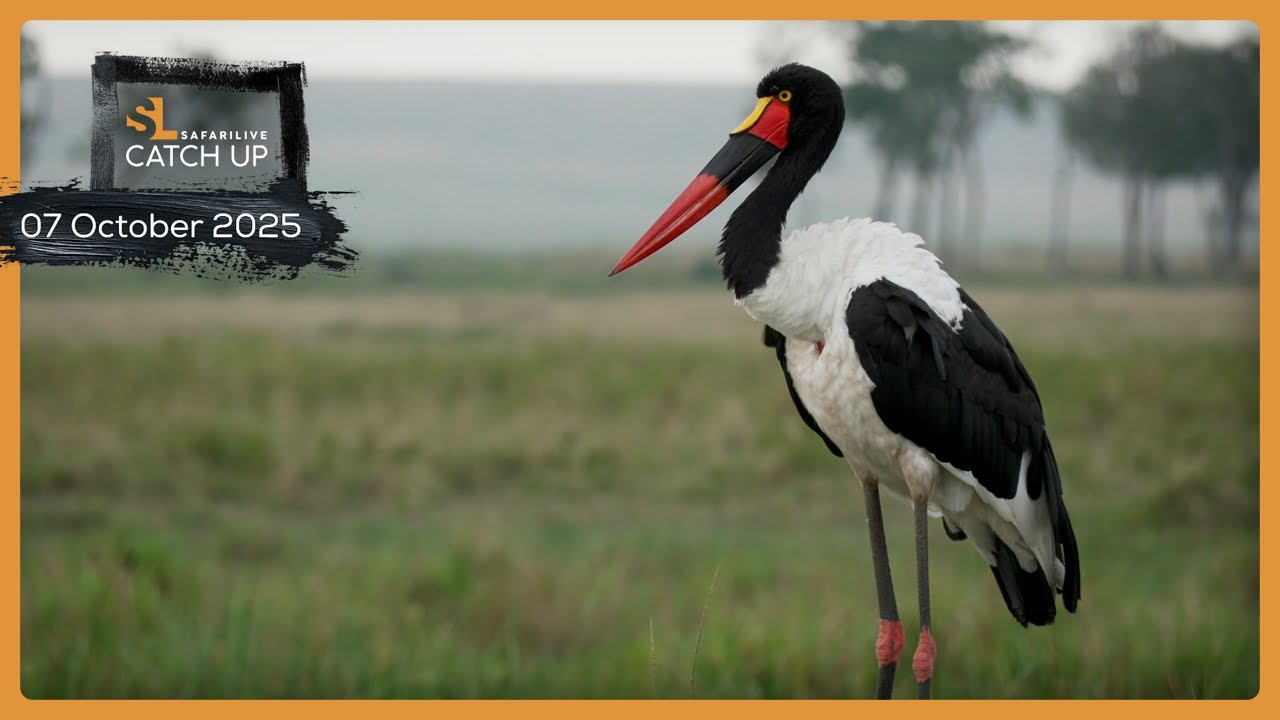 Слоны, львы и гепарды — SafariLIVE Catch Up, 7 октября 2025 г.